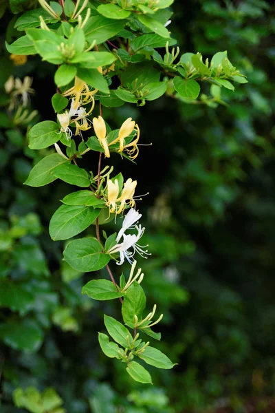 Pięknie Kwitnąca Gałąź Ozdobnych Krzewów Białe Żółte Kwiaty Creeper Drzewa — Zdjęcie stockowe