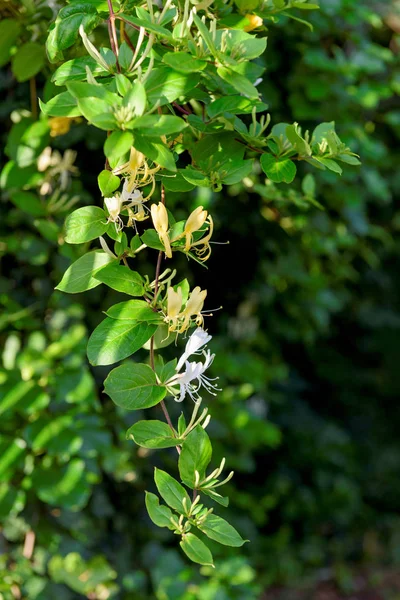 Beautifully Blossoming Branch Ornamental Bush White Yellow Flowers Tree Creeper — Stock Photo, Image