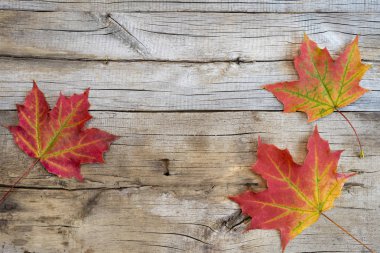  Ahşap arka planda sonbahar yaprakları