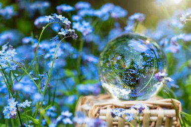Unutma beni çiçekleri ve bahçedeki kristal küre. Yaz çiçekli arka plan. Seçici odak.