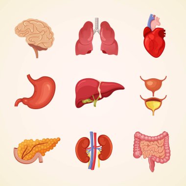 İnsan iç organların anatomisi