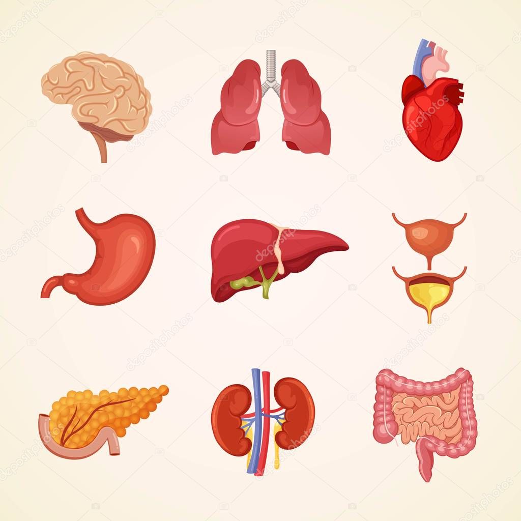 Human internal organs anatomy