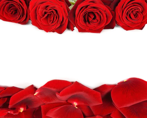 Red roses on a white background — Stock Photo, Image