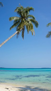 yüksek veya uzun palmiye ağacı Hindistan cevizi bitki yaprak yeşil ve mavi yeşil deniz kıyısında karimun jawa Adası Endonezya kumsalda