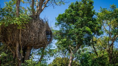 geleneksel ağaç doğal kaynakların ağaç kökleri veya rotan bukit cinta karimun jawa Endonezya tropikal yeşil ada olarak yapılmış ev doğal