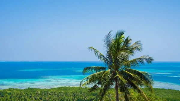 Palmier Frumos Nucă Cocos Pădure Verde Vedere Aeriană Mare Peisaj — Fotografie, imagine de stoc