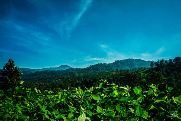 Plantações Chá Verde Com Céu Azul Montanha Como Fundo Puncak — Fotografia de Stock
