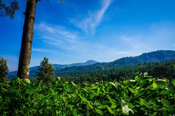 Árvore Com Plantações Chá Verde Com Céu Azul Montanha Azul — Fotografia de Stock