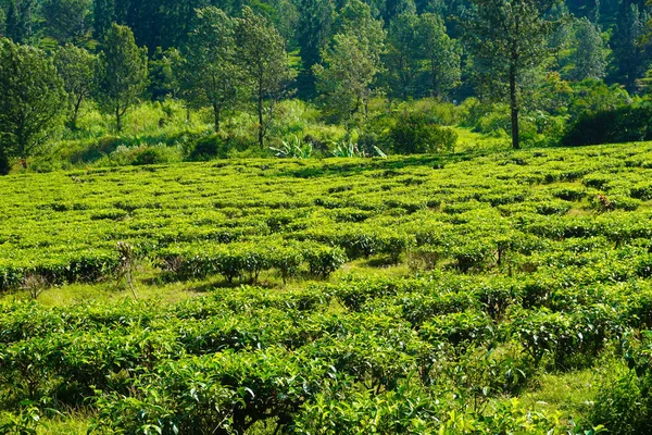 Чайные Плантации Деревом Качестве Фона Расстоянии Puncak Bogor Indonesia — стоковое фото