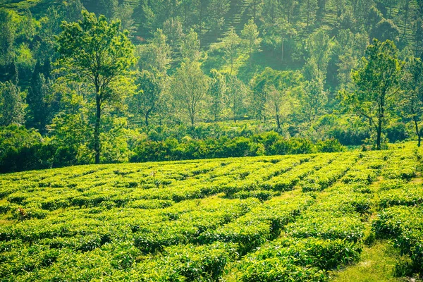 Чайные Плантации Деревом Качестве Фона Близком Расстоянии Puncak Bogor Indonesia — стоковое фото