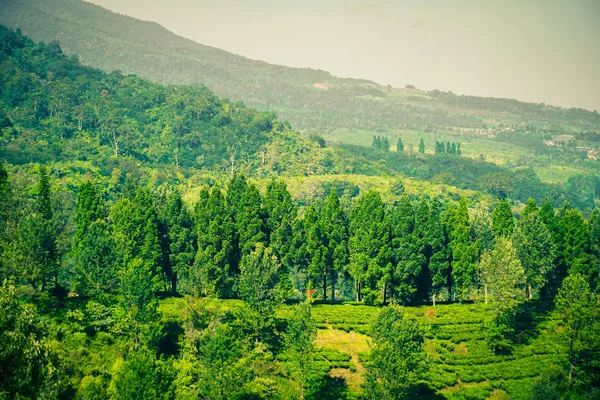 Plantações Chá Com Vista Cima Árvore Nas Montanhas Puncak Bogor — Fotografia de Stock