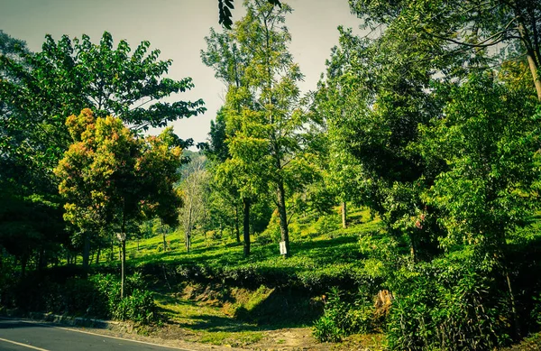 Camino Asfalto Con Plantaciones Árboles Verdes Camino Lateral Puncak Bogor — Foto de Stock