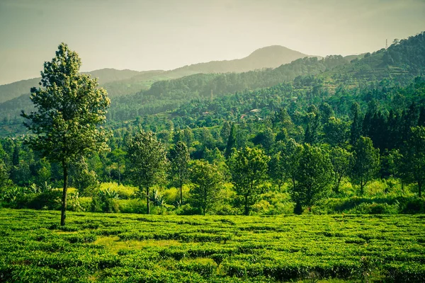 Montanha Verde Com Plantações Chá Árvore Grande Com Céu Como — Fotografia de Stock