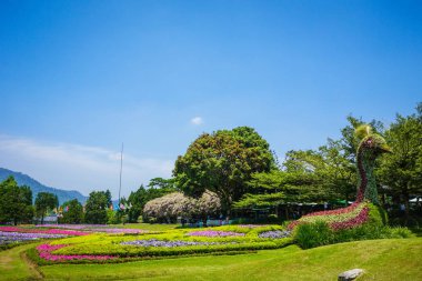 arka plan olarak - fotoğraf Endonezya yeşil çim ve bitki çiçek bahçesi Parkı ile yapılmış bir tavus kuşu büyük heykel