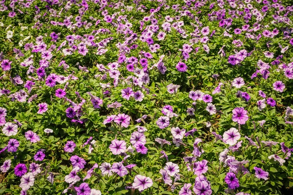Flower Bed Blooming Purple Pink Color Green Leaf Photo Indonesia — Stock Photo, Image