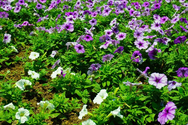 Flower Bed Blooming Purple Pink Color Green Leaf Photo Indonesia — Stock Photo, Image