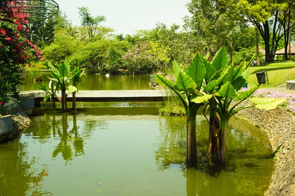 banana water tree in the water with shadow and shed and bridge as background - photo indonesia