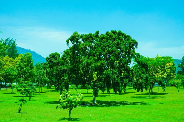 Μεγάλο Πράσινο Δέντρο Στο Κέντρο Της Μέσης Του Πάρκου Μπλε — Φωτογραφία Αρχείου