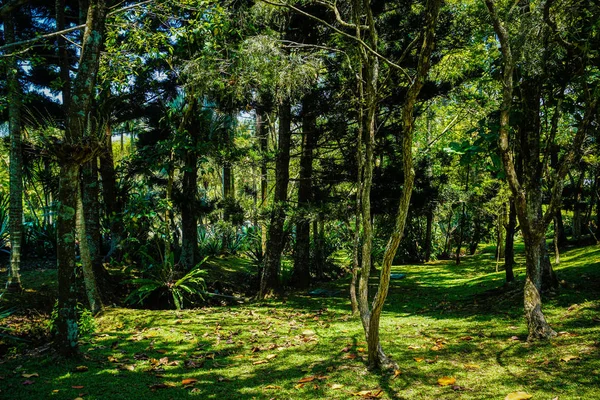 Una Selva Tropical Con Hierba Verde Parque Foto Indonesia — Foto de Stock