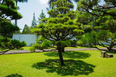 bir çok temiz Japonya veya Japonca park bahçe döken veya gölge - Endonezya fotoğraf ile küçük ve büyük bonsai ağacıyla