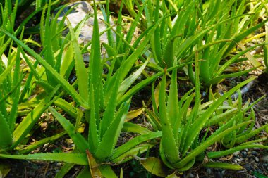 Aloe vera bitki Grup paketi ve sağlıklı yeşil yığın toprak tropikal bir yerde - fotoğraf Endonezya ile