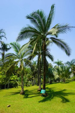 büyük bir palmiye ağacı mavi gökyüzü ve tropikal yer - çok temiz çim ile fotoğraf Endonezya güzellik