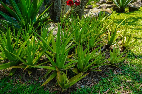 Aloe Vera Plante Med Gruppe Pack Sund Grøn Klump Jorden - Stock-foto