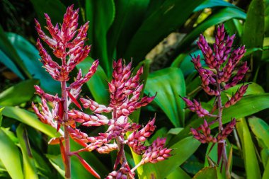 kırmızı çiçek bitki pembe renk tohum ve arka planda - fotoğraf bogor Endonezya yeşil yaprakları ile