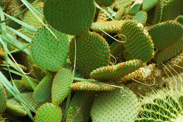 Vicino Cactus Sul Parco Desertico Con Colore Verde Spuntone Con — Foto Stock