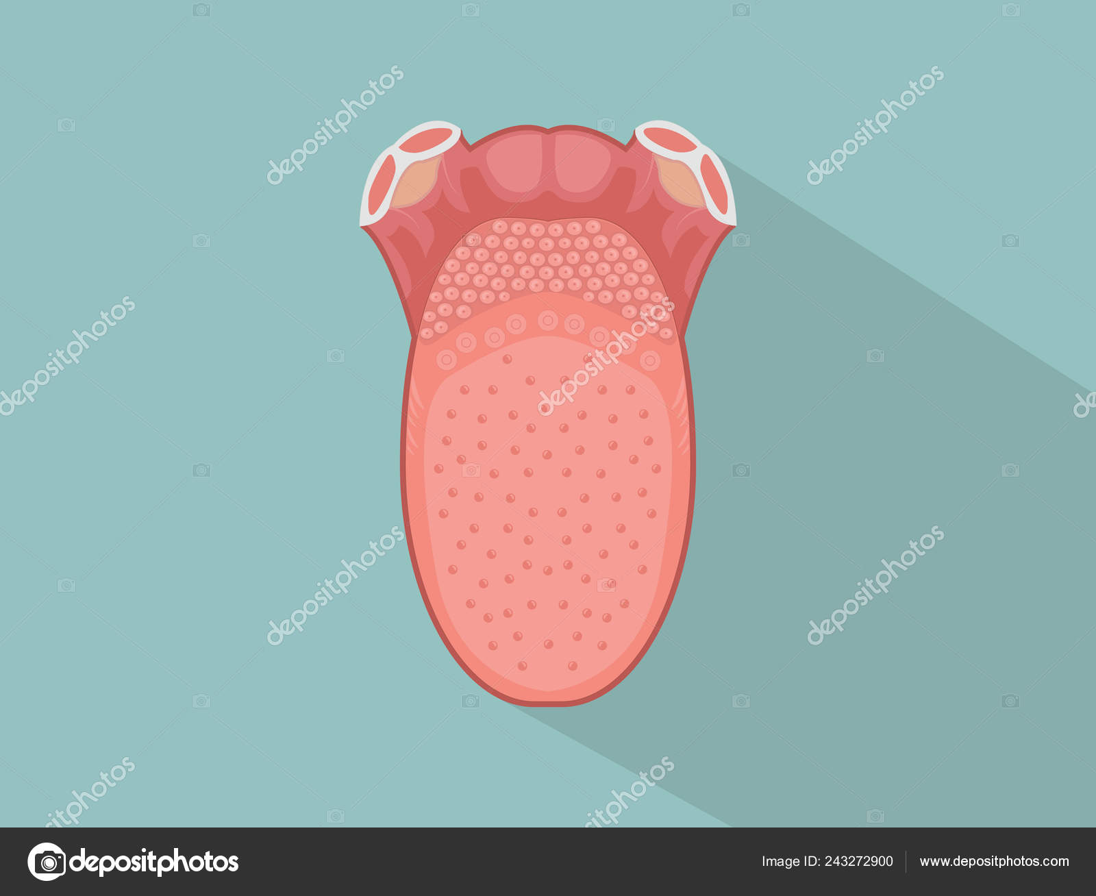 Vektorgrafiken Fungiform Papillae Vektorbilder Fungiform Papillae Depositphotos