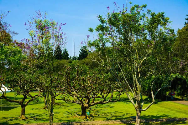 Velké Bonsaje Strom Uprostřed Zeleného Parku Denním Světle Zelenou Trávou — Stock fotografie
