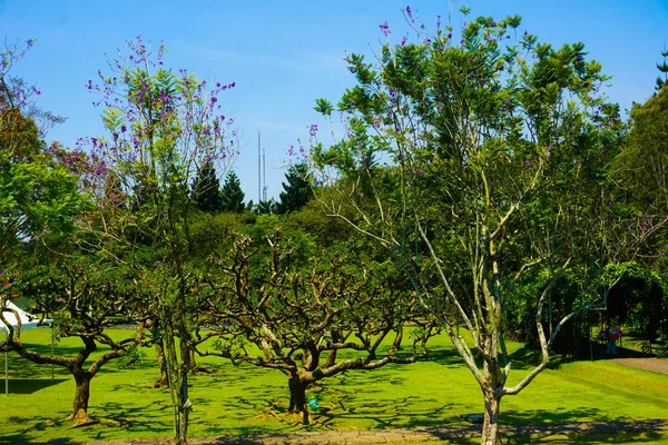 Grande Albero Bonsai Centro Del Parco Verde Alla Luce Del — Foto Stock