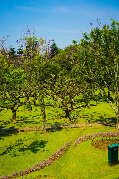 Grande Árvore Bonsai Meio Parque Verde Luz Dia Com Grama — Fotografia de Stock