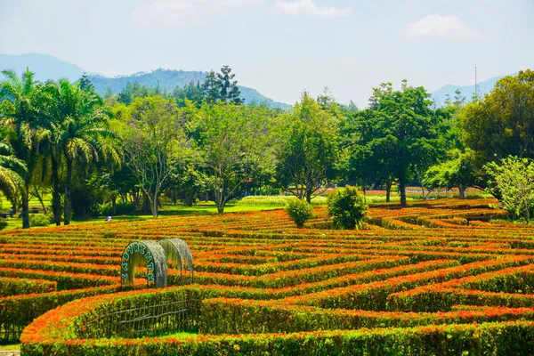 Parque Labirinto Parede Alta Com Flor Vermelha Topo Parede Indonésia — Fotografia de Stock