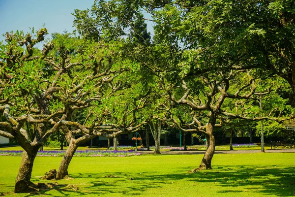 Μπονσάι Μεγάλο Δέντρο Πράσινο Γρασίδι Στο Έδαφος Στις Καλοκαίρι Φωτογραφία — Φωτογραφία Αρχείου
