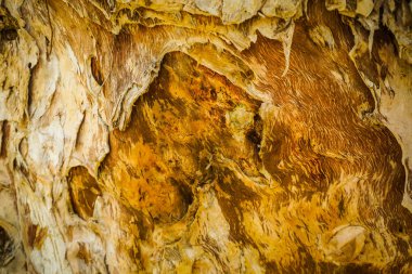 melaleuca cajuputi powell moluccas ağaç yakın ağaç deri tabakası eski