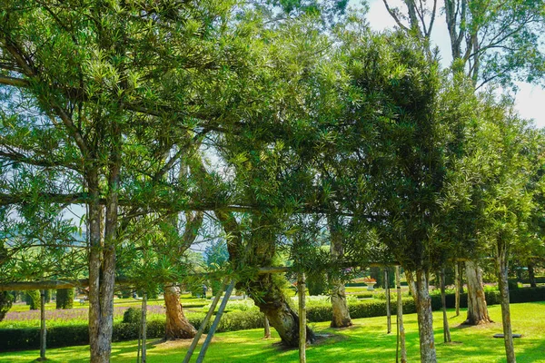 Uma Decoração Parede Verde Árvore Com Belíssimo Jardim Arbusto Fundo — Fotografia de Stock