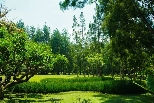 Πευκοδάσος στο τροπικό νησί με υψηλό πράσινο γρασίδι — Φωτογραφία Αρχείου