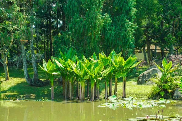 Bananier endémique locale du brésil avec des feuilles similaires — Photo