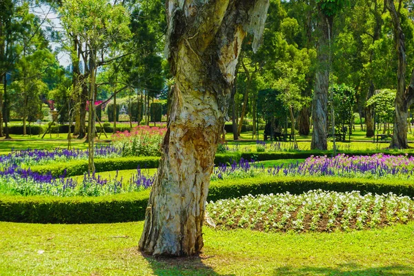멜라루카 cajuputi 파월 moluccas 오래 된 레이어 피부와 배경에서 개화 꽃 나무 — 스톡 사진