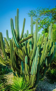 Makro fotoğraf ile çok büyük kaktüs al Merkezi'nde bogor Endonezya