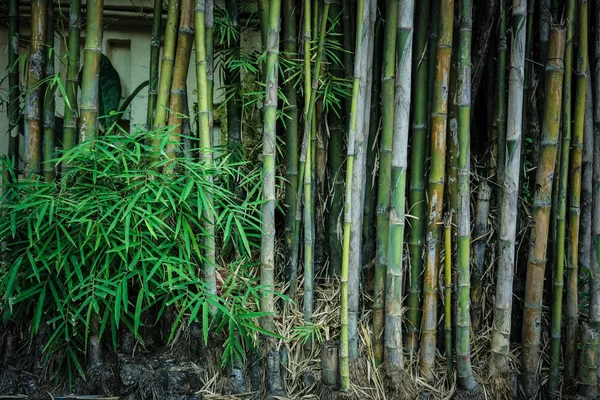 Árbol de bambú en lugares tropicales con hoja verde en indonesia — Foto de Stock
