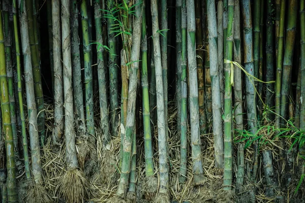 Bosque de bambú de Asia limpio con hojas y raíces y árbol recto en indonesia — Foto de Stock