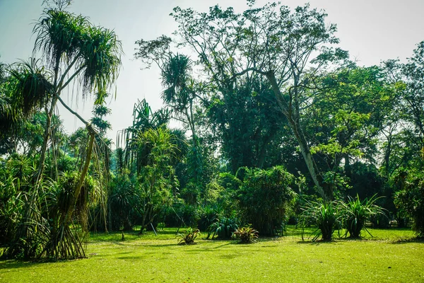 Bosque prehistórico con hierba limpia y un árbol exótico en bogor indonesia — Foto de Stock