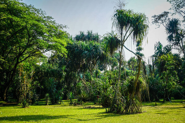 Pleomele agave tree exotic tree from rainforest in bogor