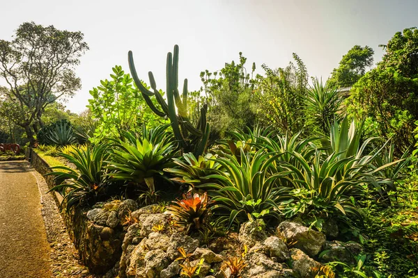 Esquina del parque de cactus en el lado de la carretera con la luz del sol y el color verde vibrante en la indonesia del pantano — Foto de Stock