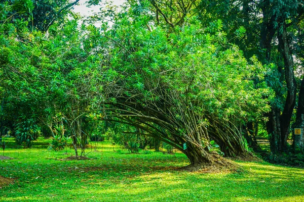 Pleomele agave árvore com placa de nome no tronco com folha verde e grama na indonésia bogor — Fotografia de Stock