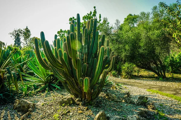 Großer Kaktus inmitten von Fels und Stein in der Mitte in Moorindonesien — Stockfoto