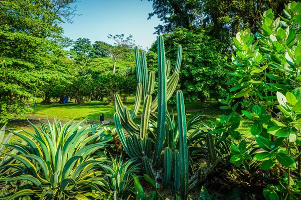 Um cacto no meio de árvore verde e planta em lugares tropicais em indonésia de bogor — Fotografia de Stock