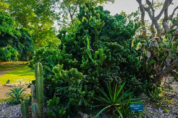 Árbol de cactus de agave potatorum con tamaño grande y alto en indonesia — Foto de Stock